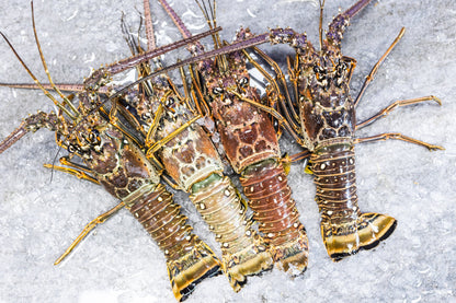 FRESH FLORIDA LOBSTER (Price Include Overnight Shipping)