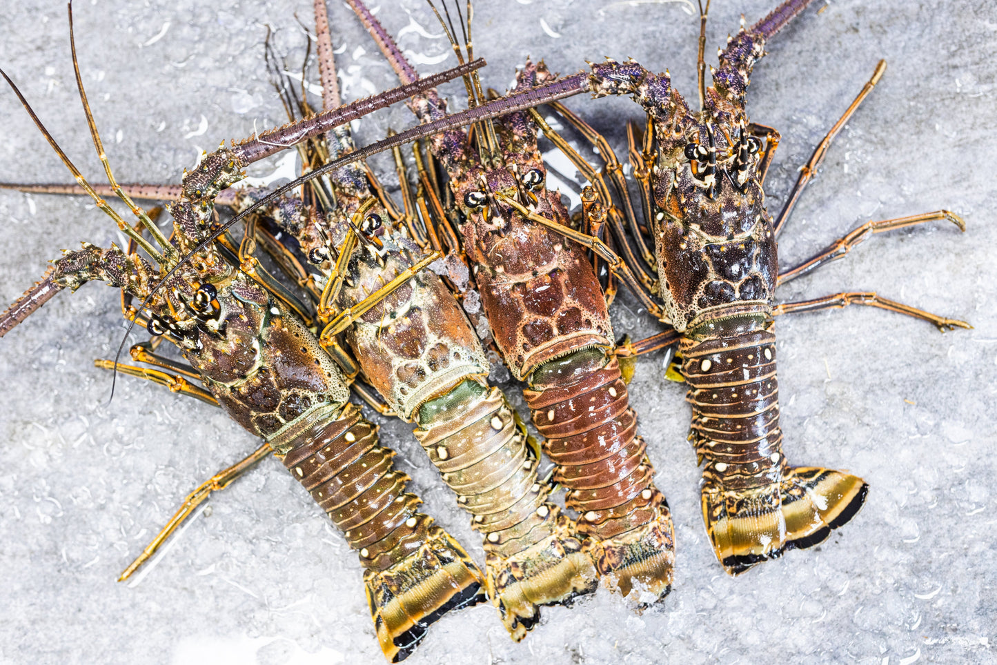 FRESH FLORIDA LOBSTER JUMBO 1.5lbs+ (Price Include Overnight Shipping)