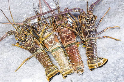 FRESH FLORIDA LOBSTER JUMBO 1.5lbs+ (Price Include Overnight Shipping)