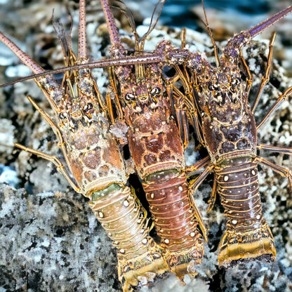 FRESH FLORIDA LOBSTER JUMBO 1.5lbs+ (Price Include Overnight Shipping)